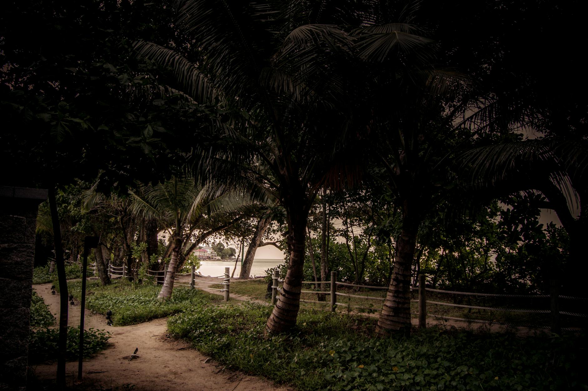 Piaszczysta ścieżka wśród palm prowadząca na tropikalną plażę