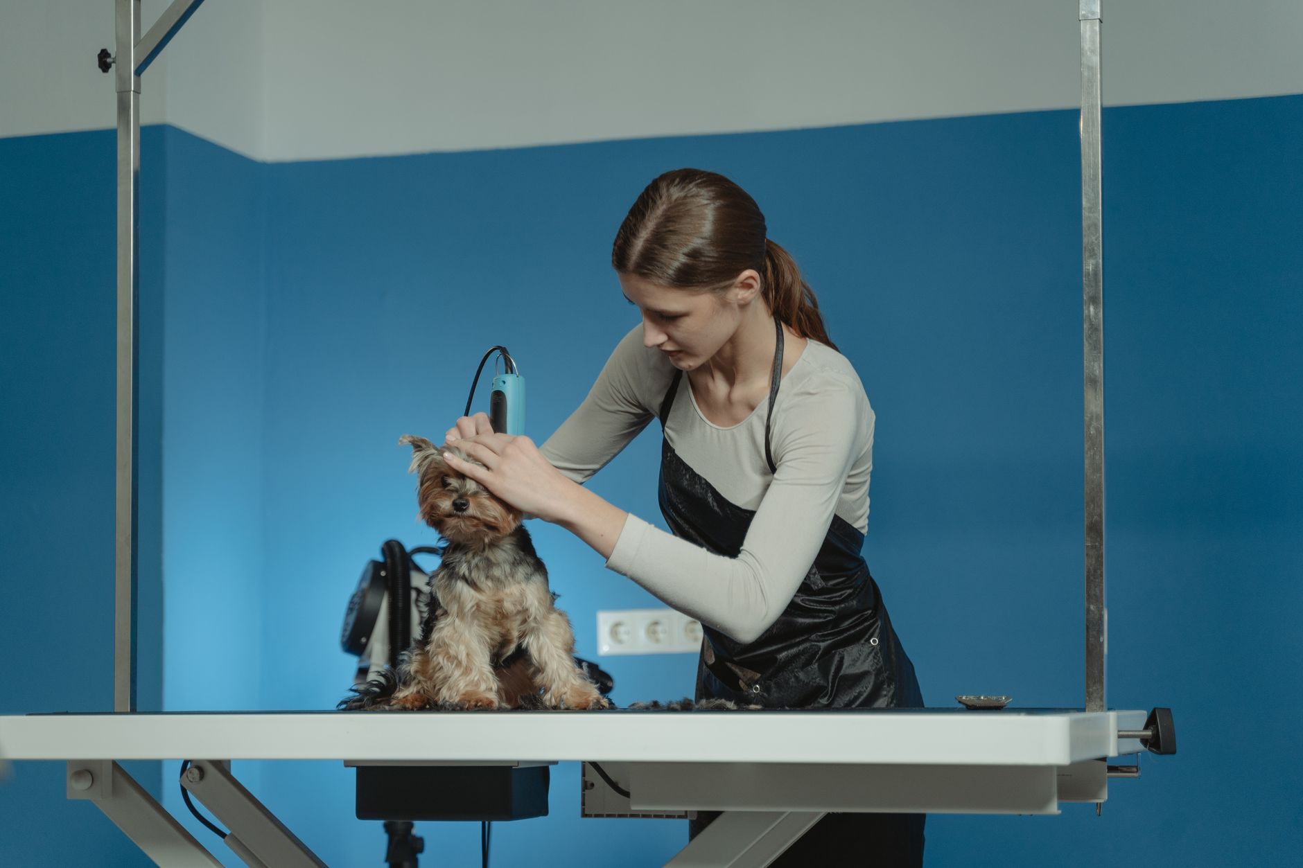Groomer strzyże psa rasy yorkshire terrier w salonie pielęgnacji