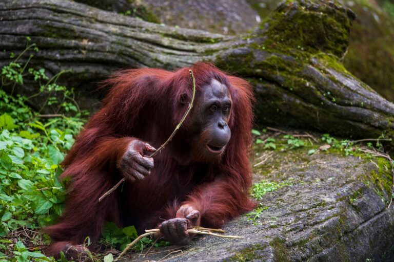 Indonezja – Tropikalne wyspy, dżungle i wulkany